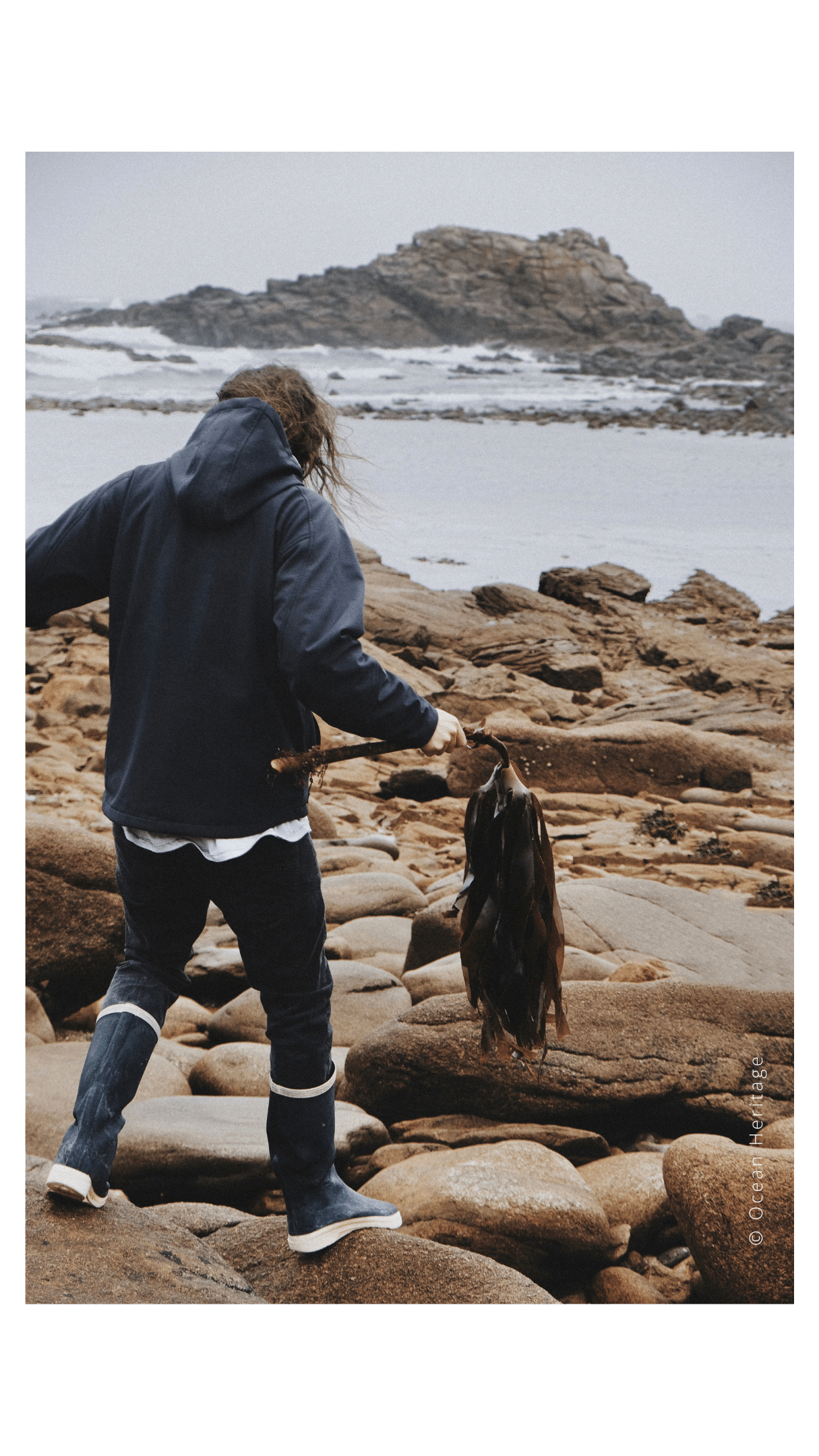 Récolte d'algue professionnel sur l'île de Molène.